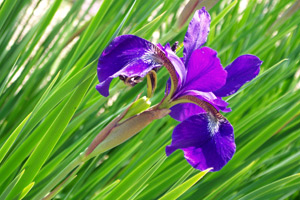 Iris Versicolore