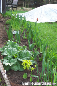 Légumes attendent sagement