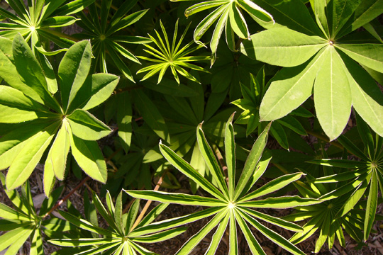 Le feuillage des lupins: comme un feu d’artifice monochrome