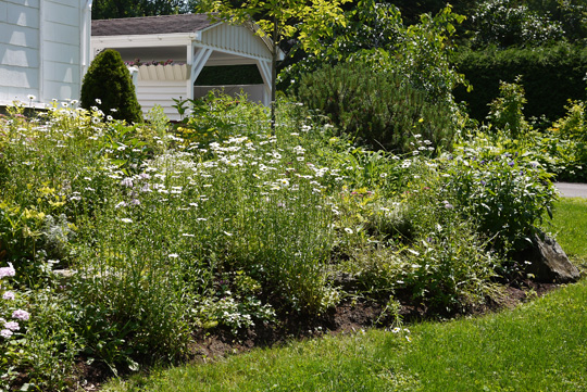 Câpres de marguerites