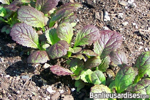 Moutarde plantée serré