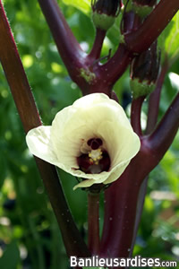 Okra en fleur