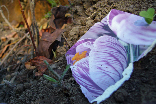 Truc de plantation: fleurir une plate-bande avec des photos