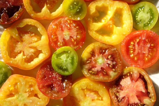 Tomates à rien, ou presque