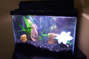 Petit aquarium