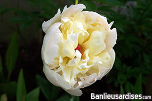 pivoine_blanche_jaune_rose.jpg