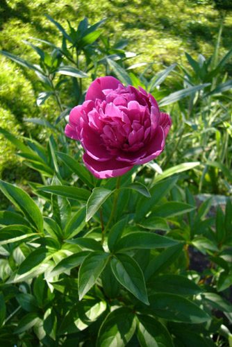 pivoine_rose_enfin.jpg