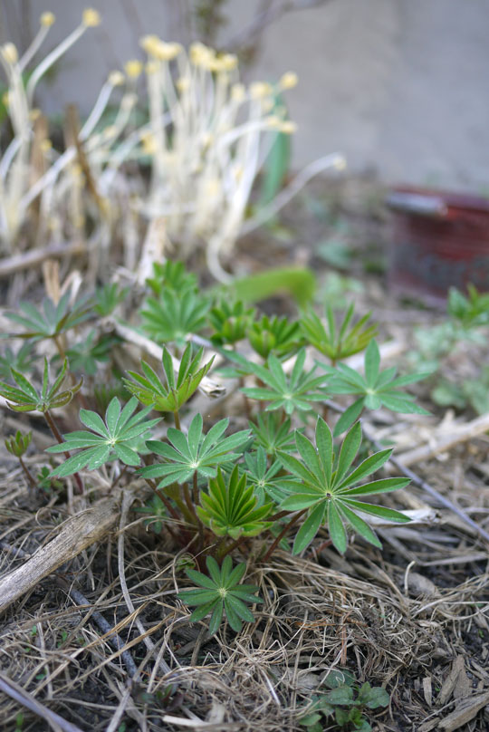 Comme une plante sans soleil…