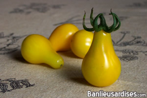 Tomate poire jaune à petits fruits