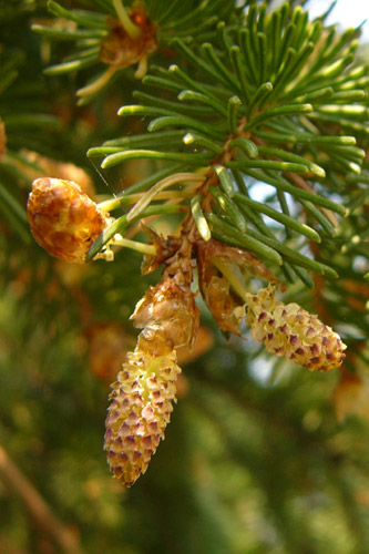 Pollen de conifères - Banlieusardises