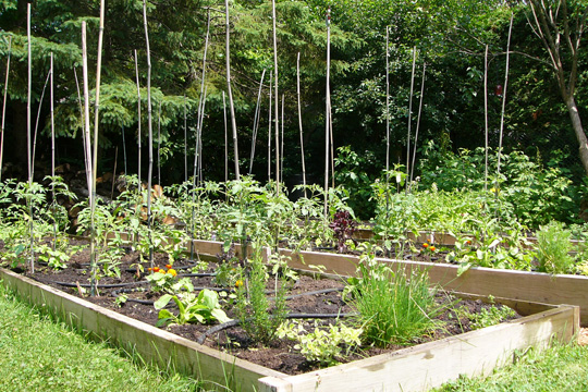 Un brin de ménage au potager