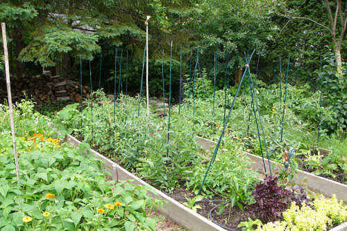 potager_2008.jpg