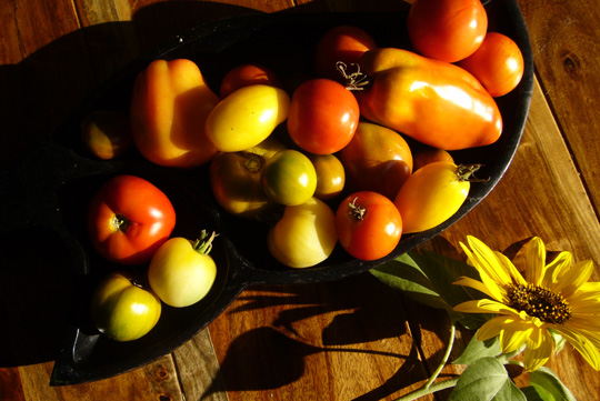 Tomates 2009: même dans l’adversité, on finit par récolter…