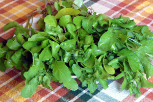 roquette-005.jpg