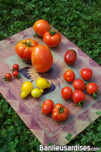 selection_tomates_mures.jpg