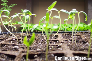 Premiers semis de tomates