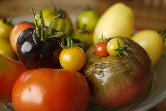 Cultiver sa folie, ça n’a pas de prix (ou la tomate à 64$)