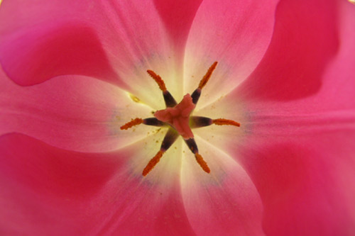 tulipe_hypnotisante.jpg
