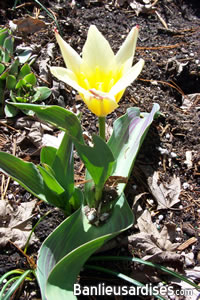 tulipe_johanstrauss_ouverte.jpg