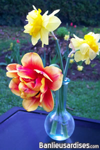 Tulipe Allegretto et jonquilles à corolle double