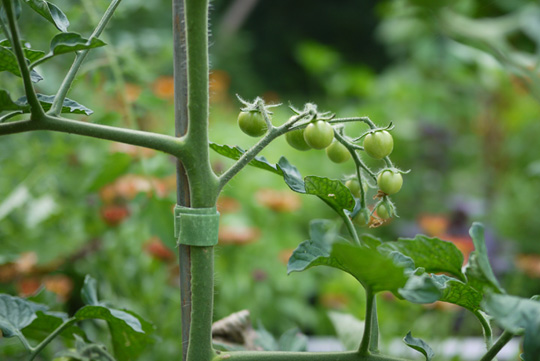 Du Velcro au jardin